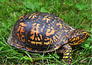 box-turtle-wildlife-animal-reptile-159758_1.jpeg